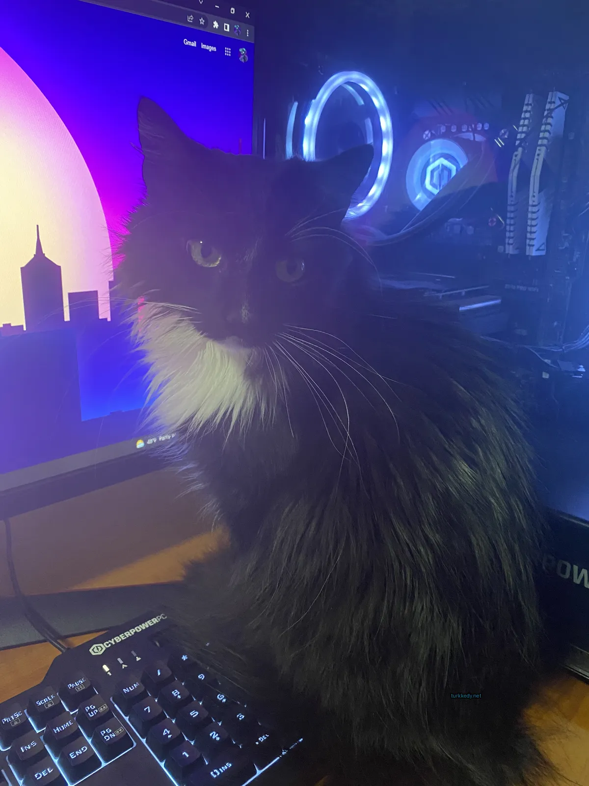 Beyaz ve siyah bir kedi bir bilgisayar masasındaki oturmaktadır.