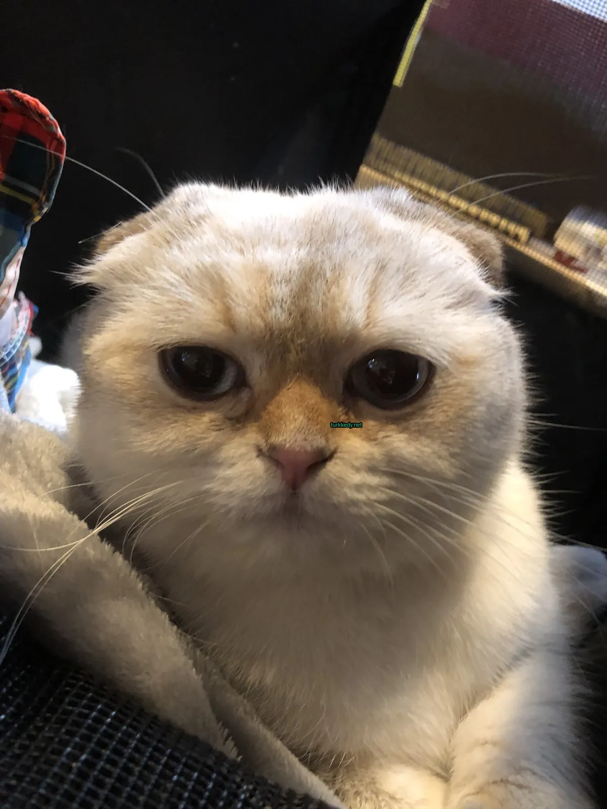 Beyaz bir kedi, mavi gözleri ve yeşil burun ile bir battaniyede oturuyor.