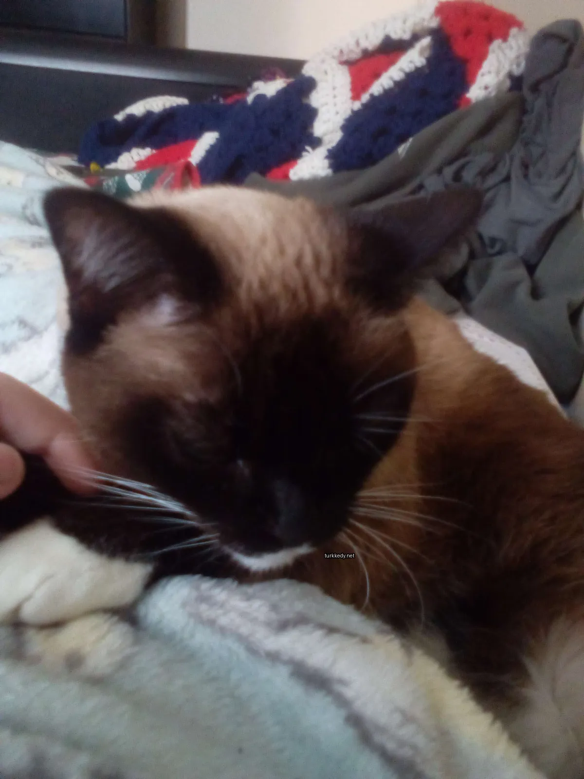 Kara ve beyaz bir kedi bir battaniyede yatıyor.