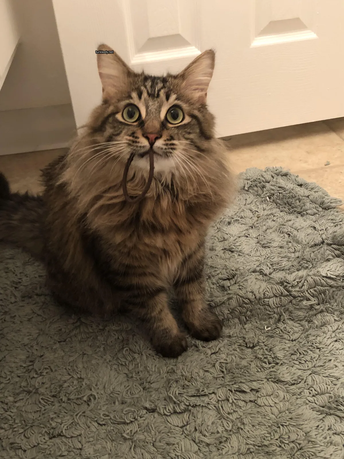 Bir kedi bir yastıkta oturuyor ve diş fırçasını ağzında tutuyor.