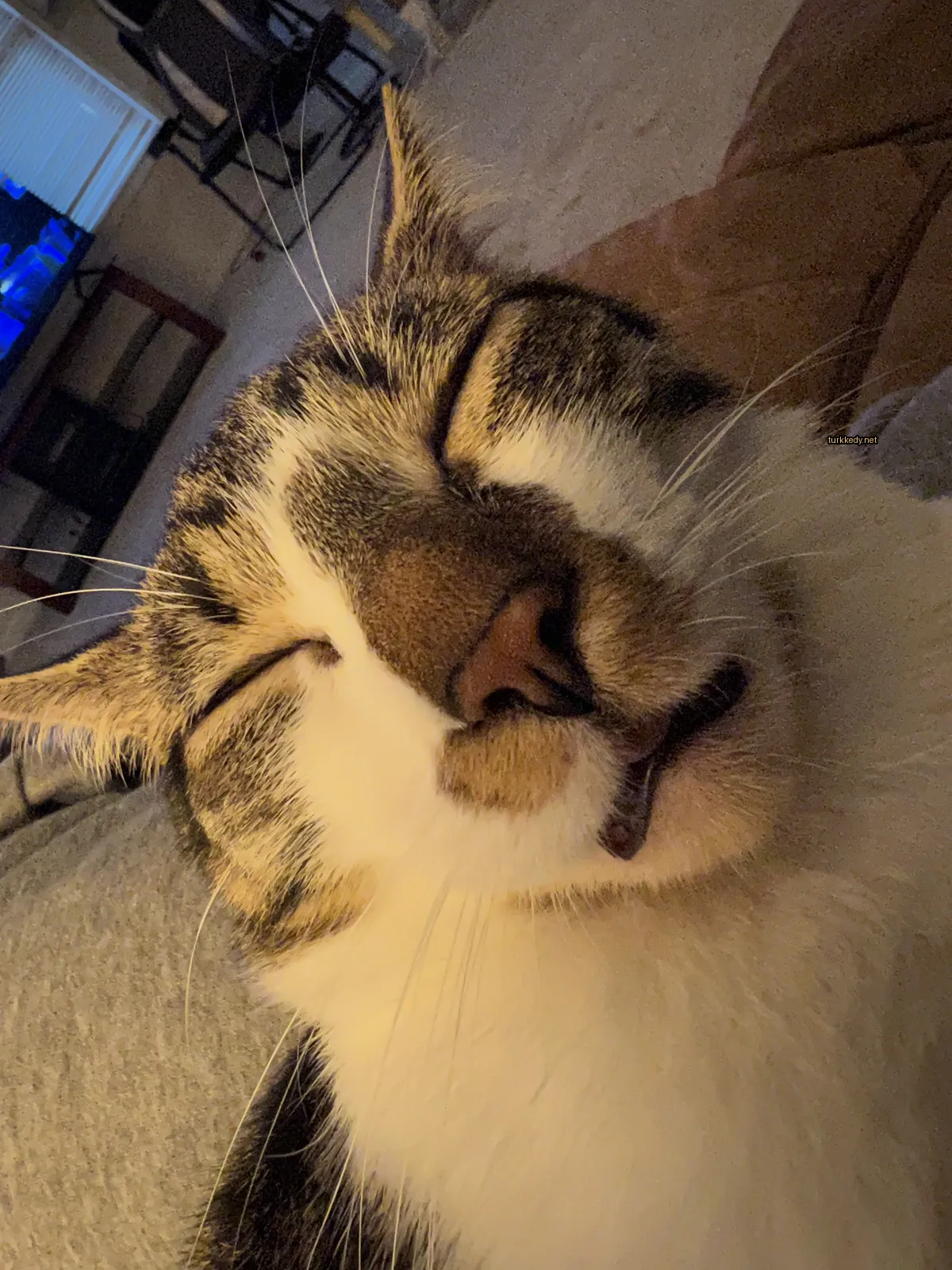 Beyaz ve kahverengi bir kedi, gözleri kapalı, sırtüstü yatıyor.