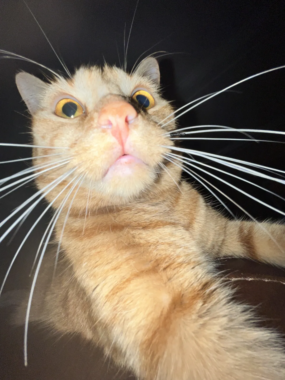 Sarı ve beyaz bir kedi uzun tüylü bir koltukta duruyor.