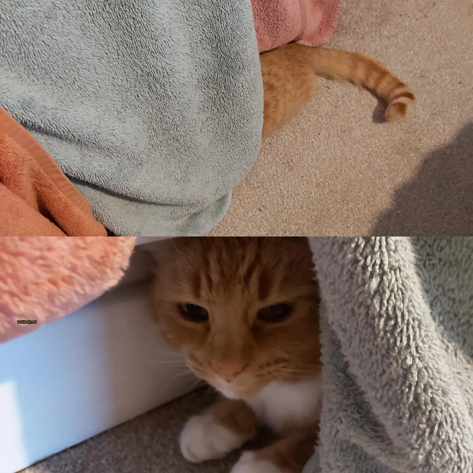Kara ve beyaz bir kedi bir yastık altından dışarı bakıyor.