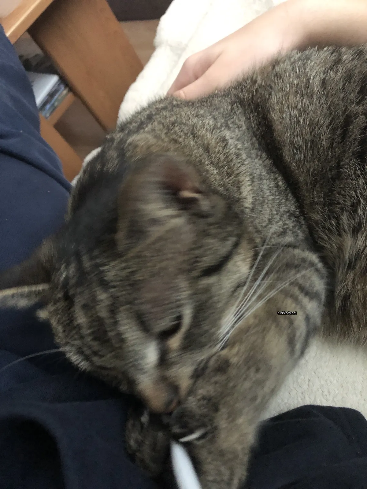 Gri ve beyaz bir kedi yatan yatakta yatıyor.