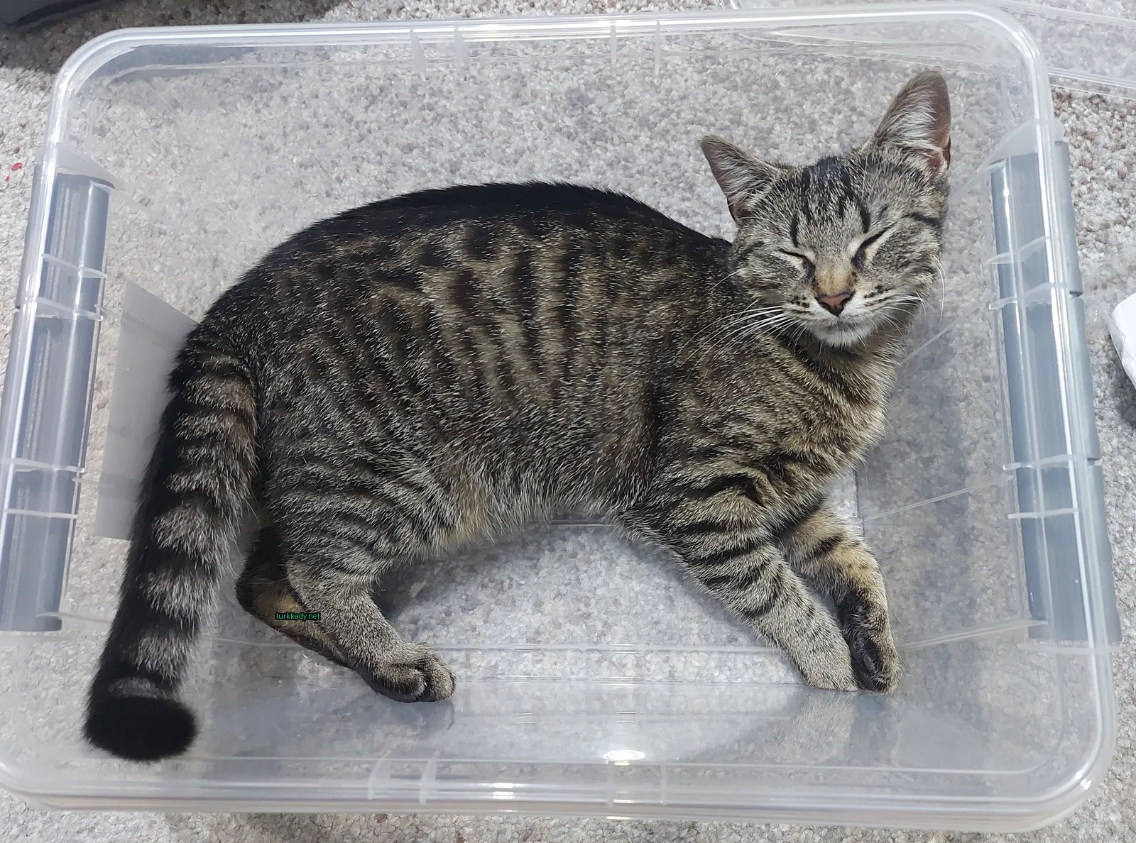 Kırmızı ve beyaz şeritli bir kedi bir plastik kutuda yatıyor.