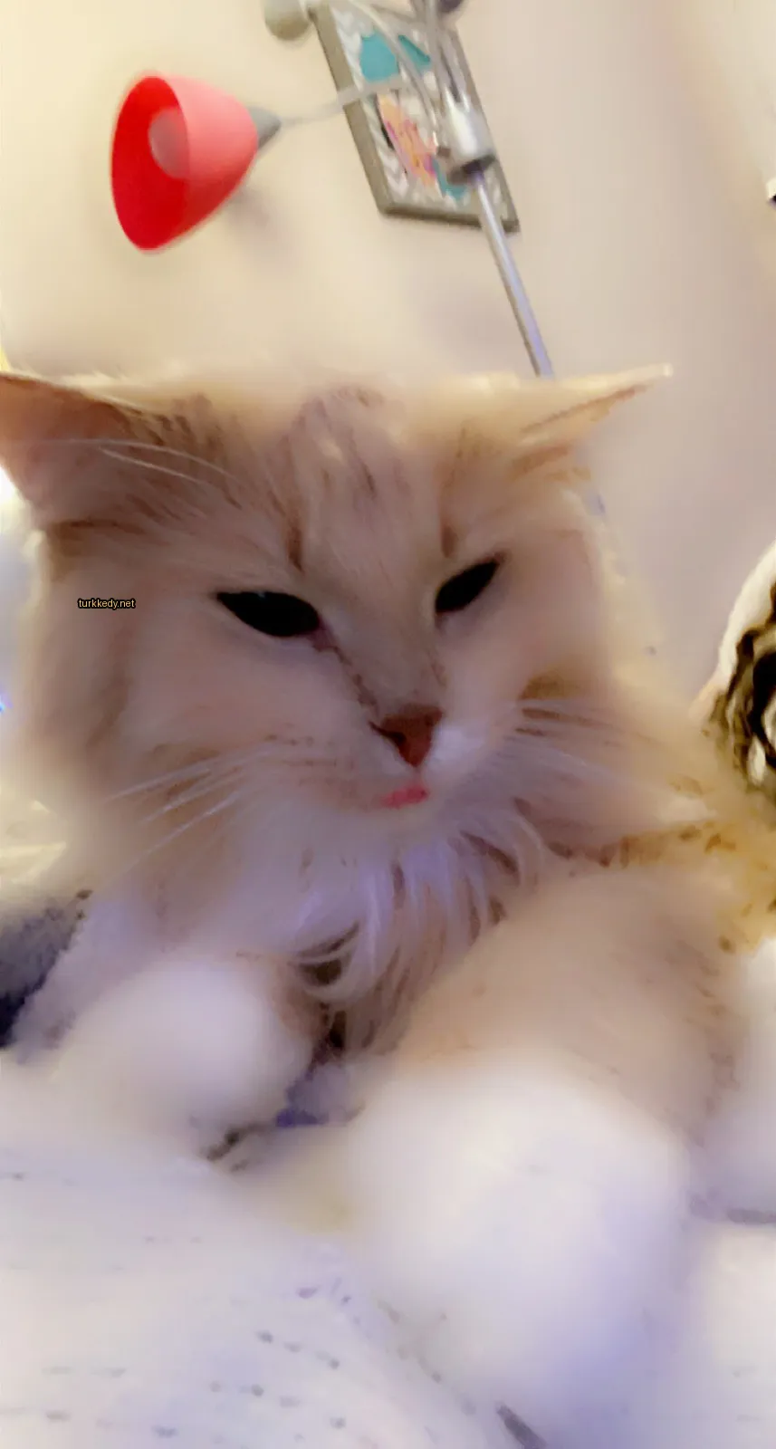 Beyaz ve kahverengi bir kedi, pink bir burun ve dil ile beyaz bir örtü üzerinde yatıyor.