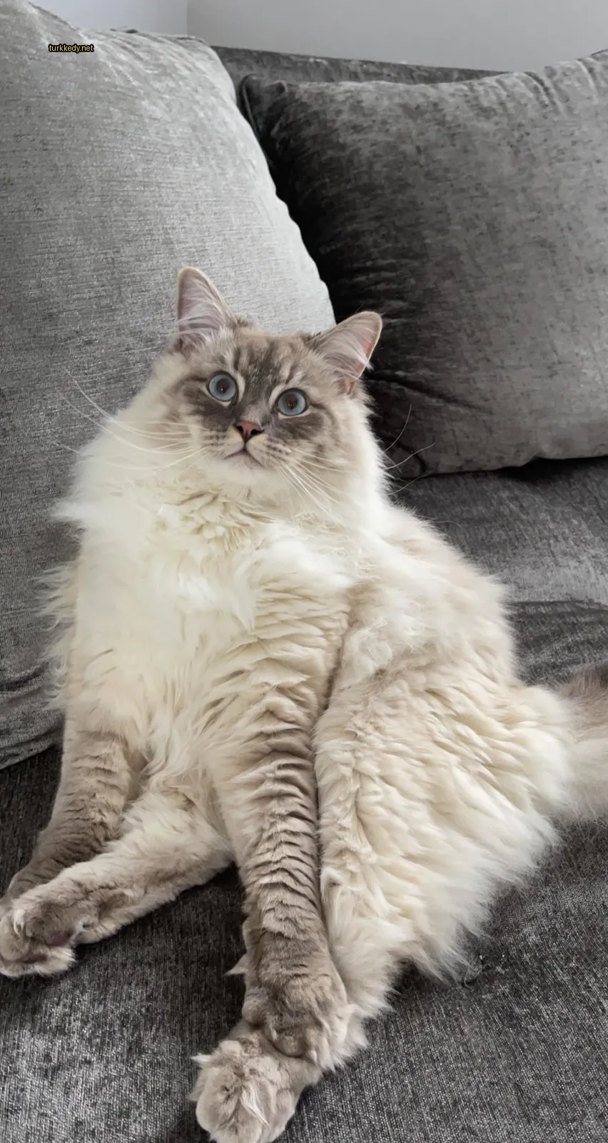 Beyaz bir kedi mavi gözlerle bir sofa üzerinde oturuyor.