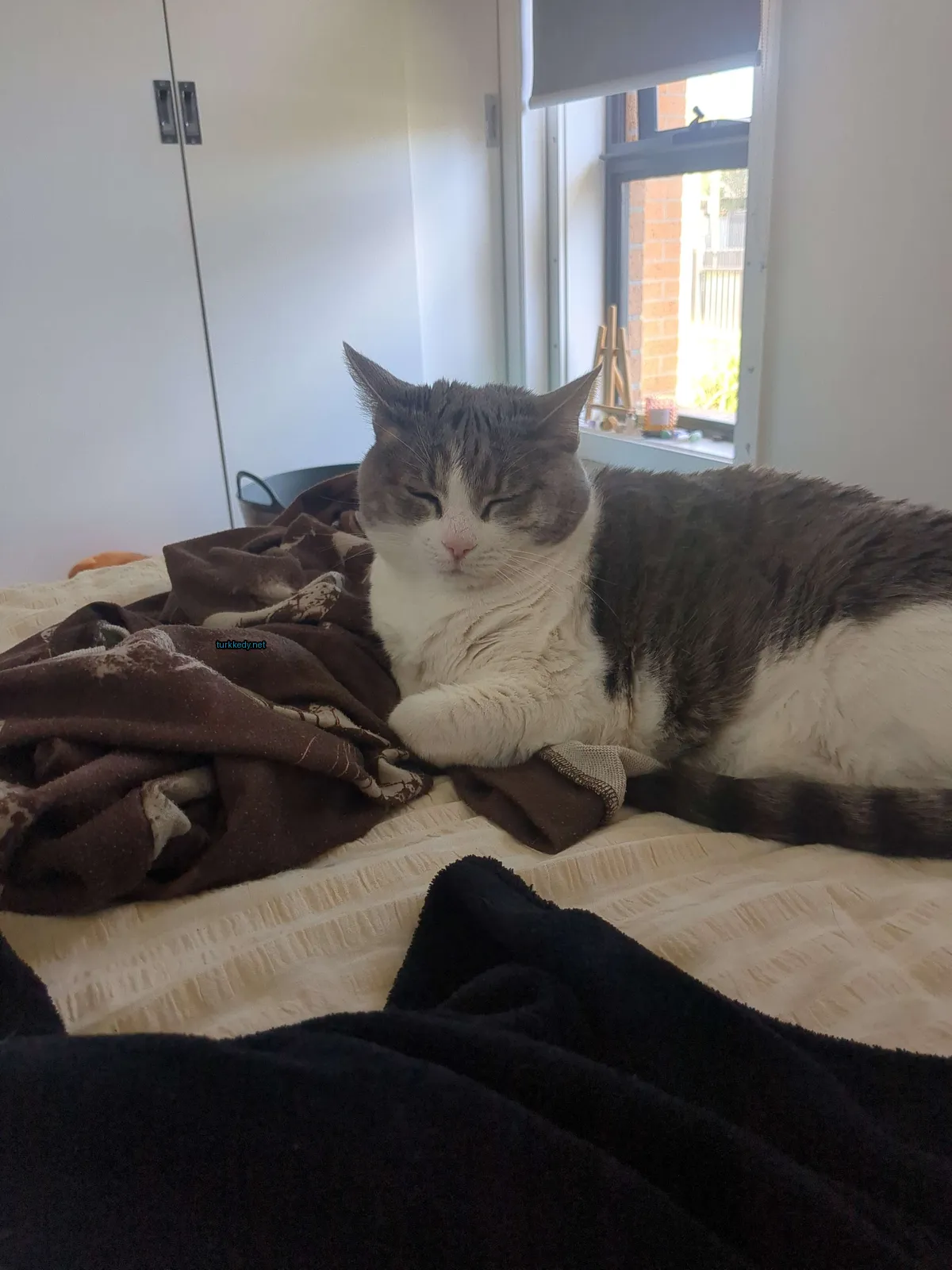 Gri ve beyaz bir kedi yatakta bir minder üzerinde uyuyor, arkada bir pencere var.