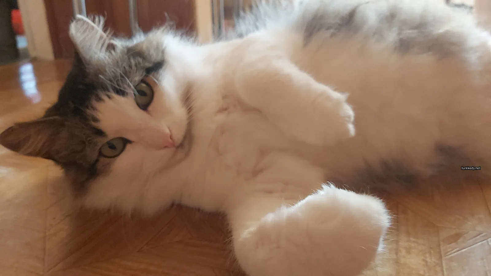 Beyaz ve gri bir kedi, bir ahşap masada yatıyor.
