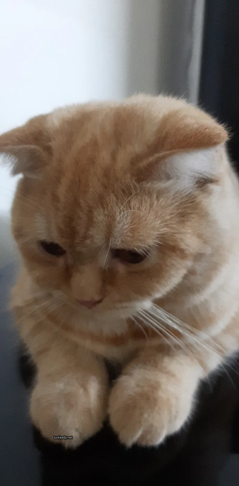 Koyu kahverengi ve beyaz bir kedi, üzgün bir ifadeyle.