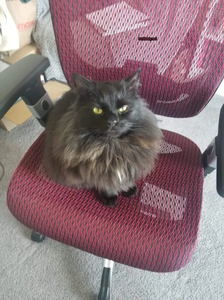 Siyah bir kedi, uzun ve püsküllü kuyruğu ile kırmızı bir sandalyede oturuyor.