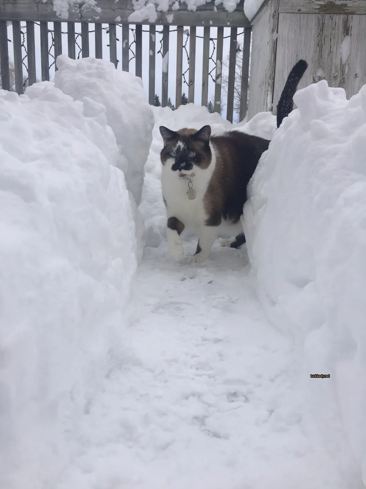 Kara ve beyaz bir kedi karlı bir alanda yürüyor.