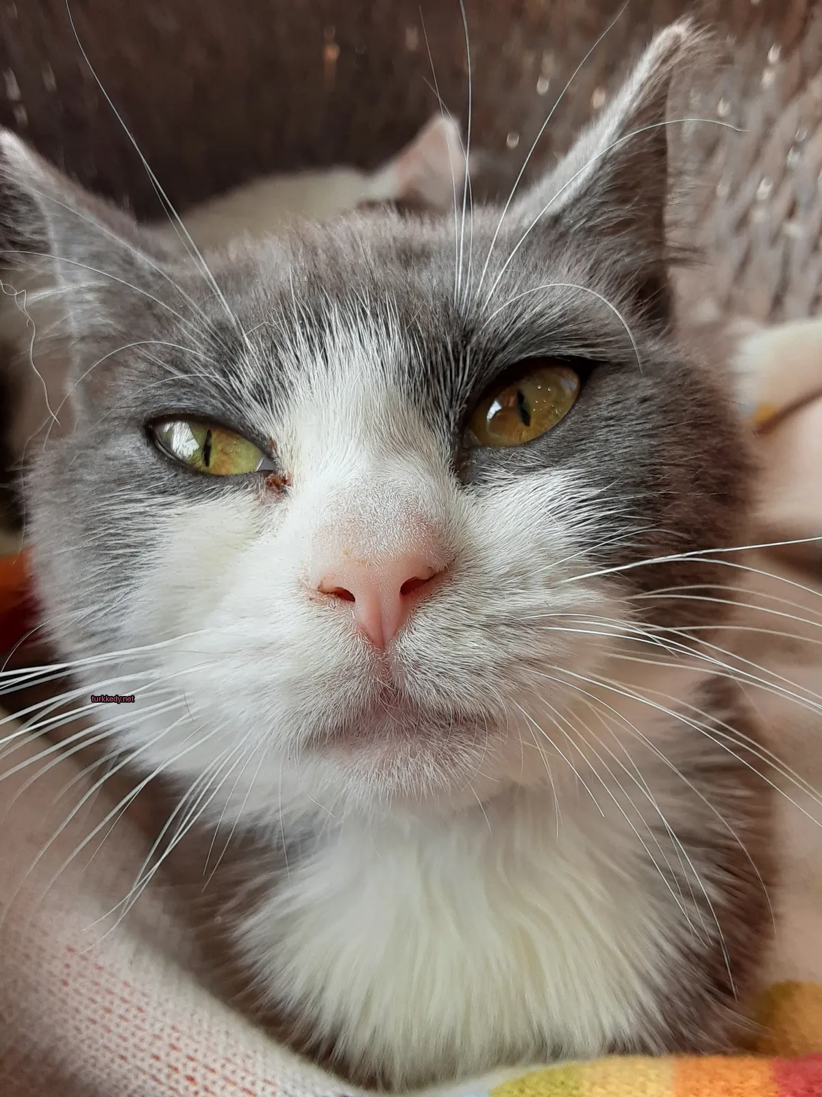 Gri ve beyaz bir kedi, pink bir burun ve sarı gözler.