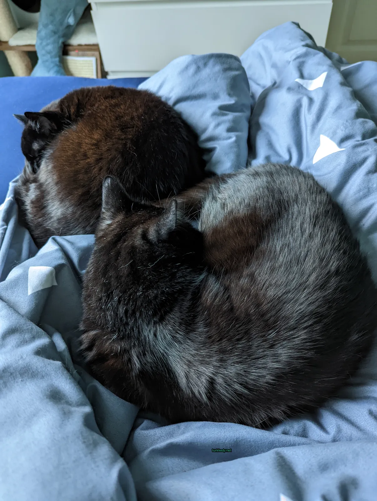 Bir siyah kedi yatakta yatıyor.