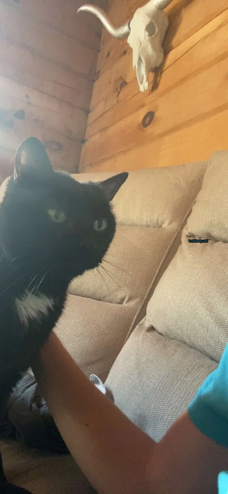 Beyaz bir kedi bir sofa üzerinde oturuyor.