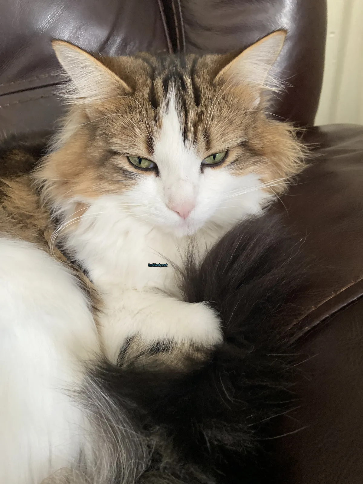 Yeşil bir kemerli, püsküllü bir kedi kahverengi deri bir sofa üzerinde yatıyor.