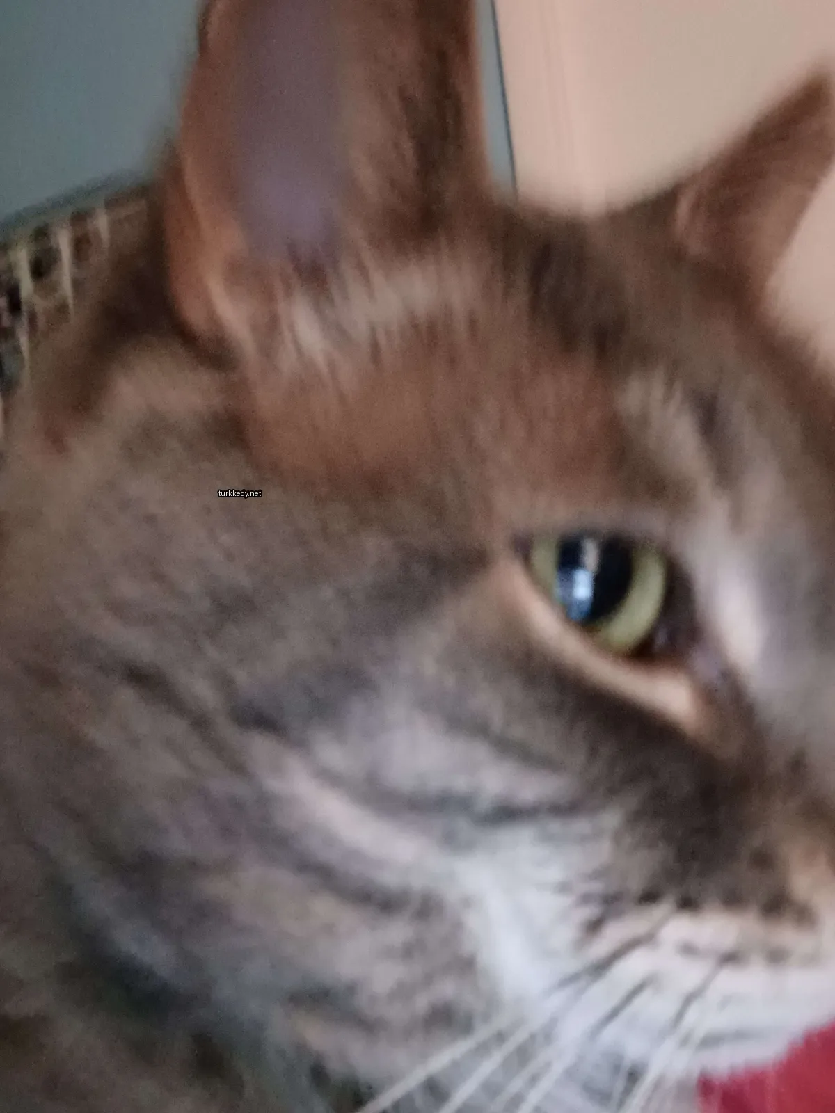 Gri ve beyaz bir kedi, sarı bir gözle kameralara bakıyor.