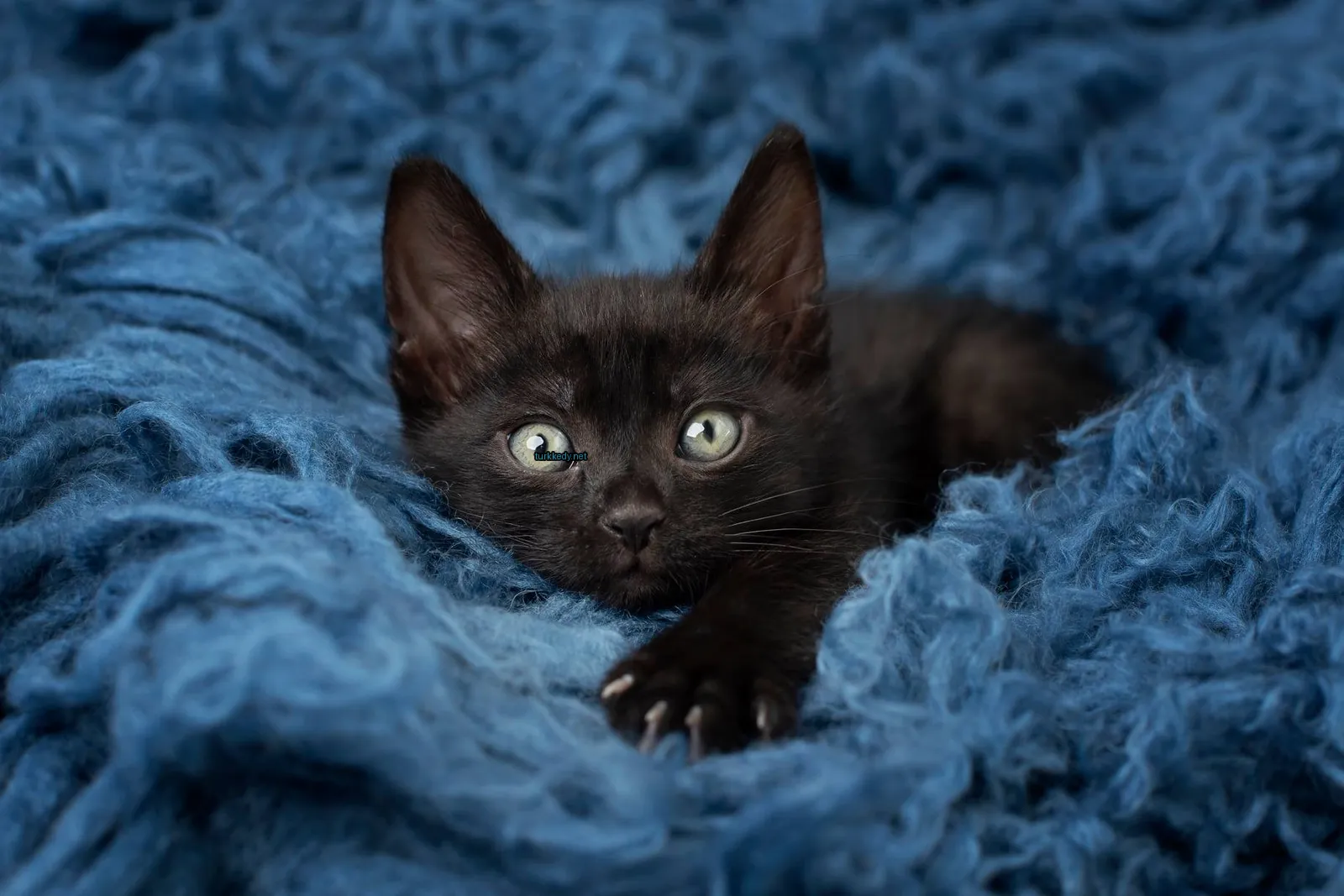 Siyah bir kedi mavi bir bez üzerinde beyaz tüylü sarı gözlerle yatıyor.