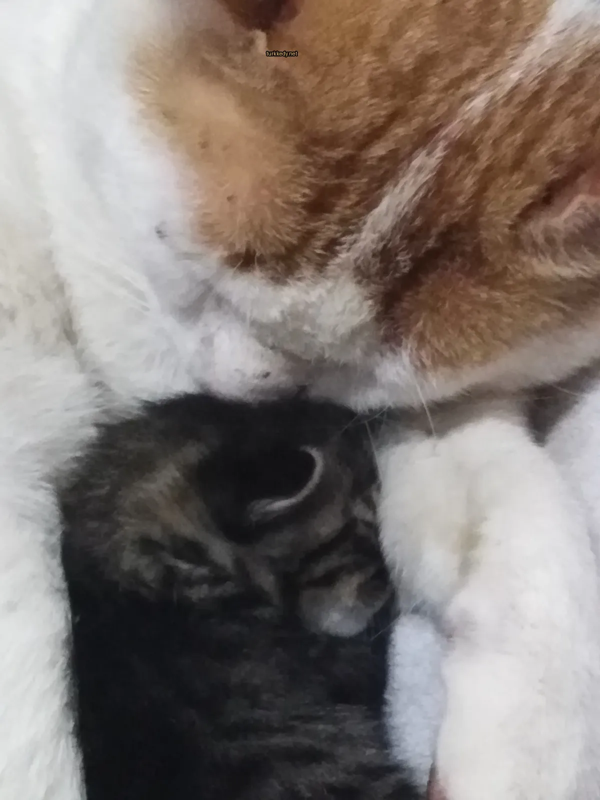 Siyah ve beyaz bir kedi beyaz bir kedi üzerinde uyuyor.