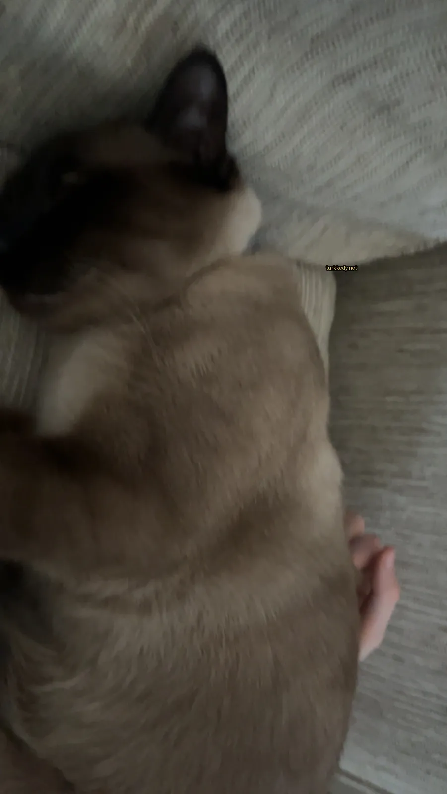 Bir Siyam köpeği bir sofa üzerinde yatıyor.