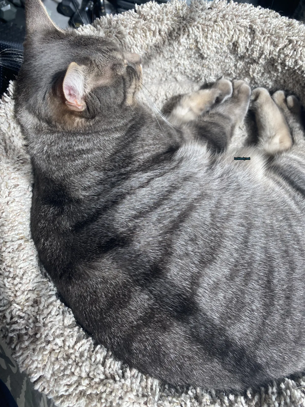 Gri ve beyaz bir kedi bir minderin üzerinde yatıyor.