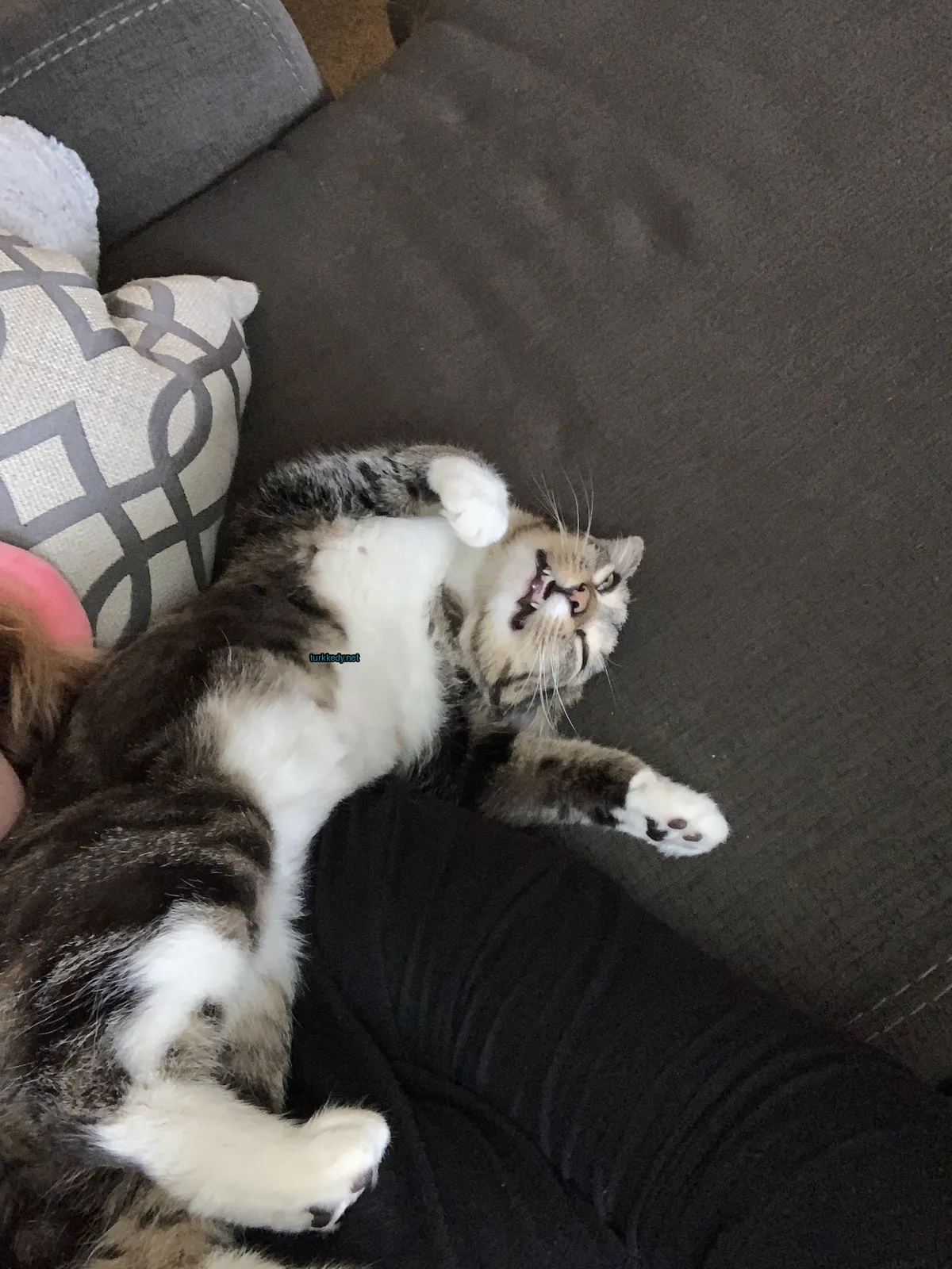 Beyaz ve siyah bir püskürtü olan bir kedi bir sofa üzerinde yatıyor.