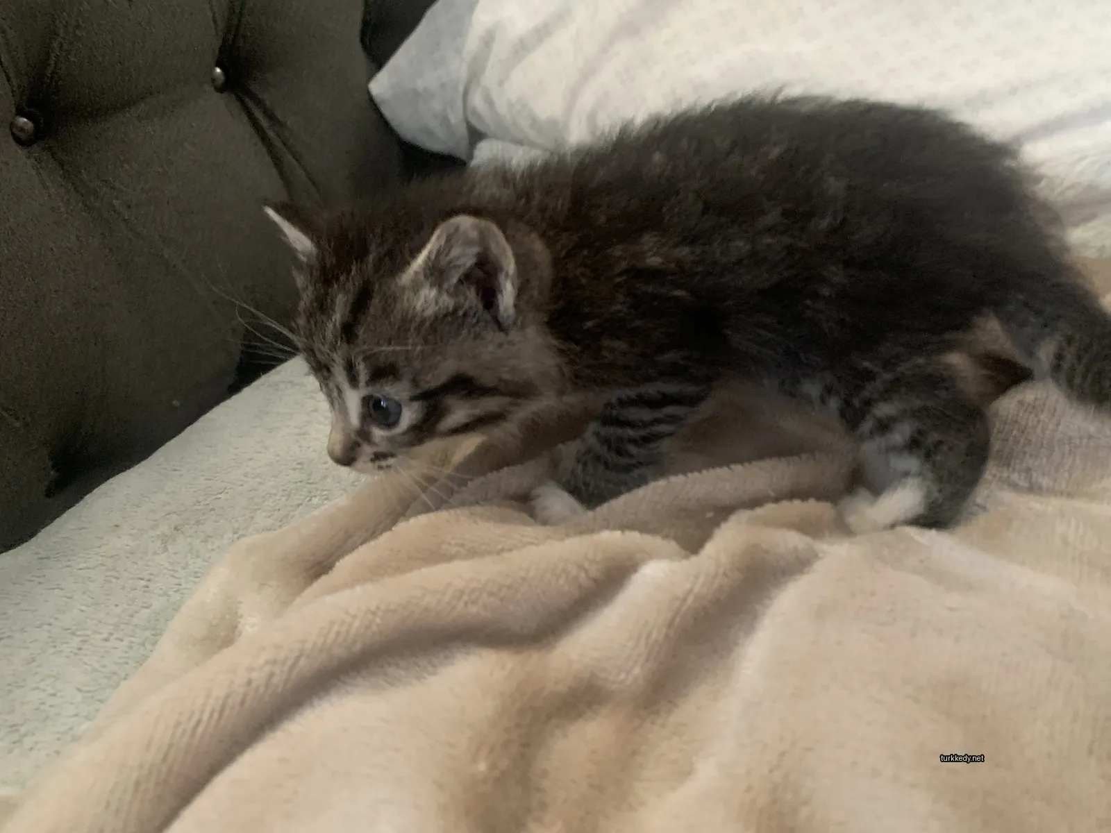 Kırmızı ve siyah desenli küçük bir kedi yastıkla oynuyor.