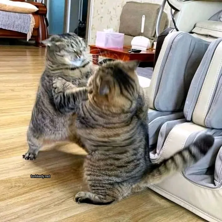 İki kedi ahşap zeminde kavga ediyor.