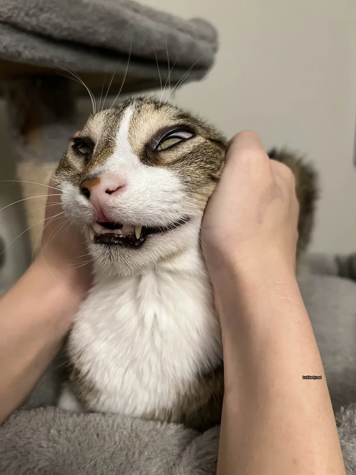 Beyaz ve kahverengi bir deri desenine sahip bir kedi, bir insana okşanırken.