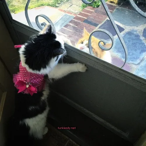Beyaz bir kedi, bir pink elbise giymiş ve bir kapı önünde duruyor.
