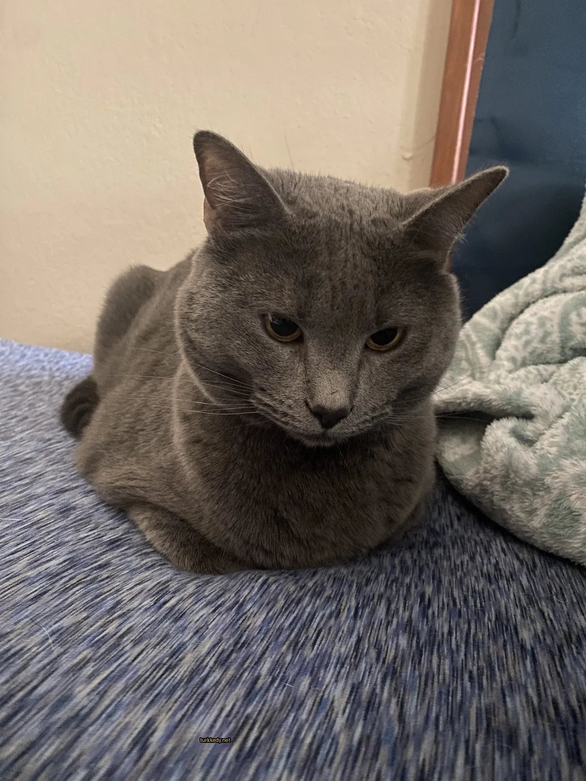Gri bir kedi, mavi bir bez üzerinde siyah ve beyaz şeritli bir şekilde oturuyor.
