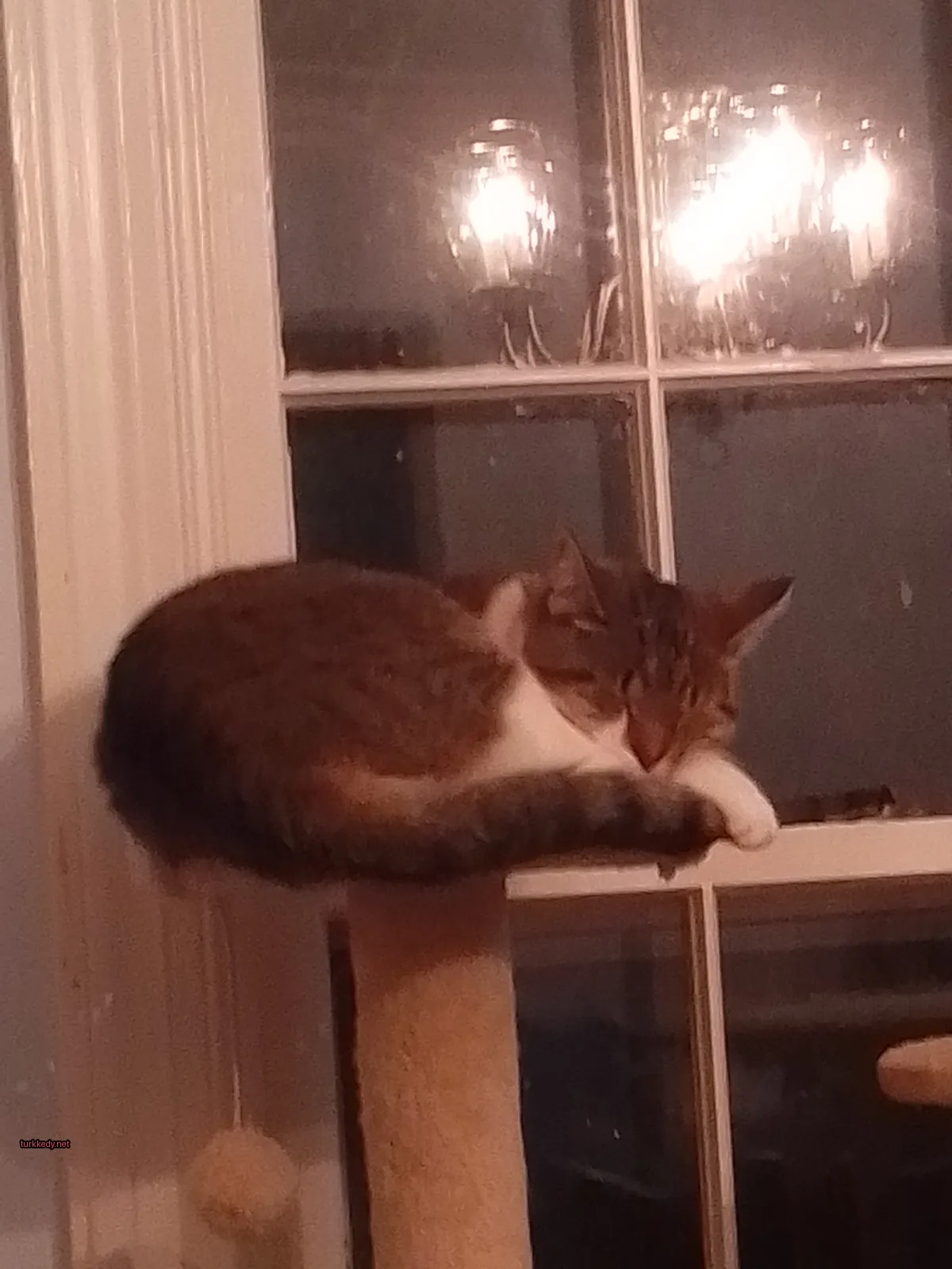 Kırmızı-yeşil desenli bir kedi pencere kenarında yatıyor.