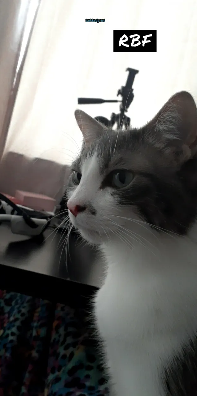 Gri ve beyaz bir kedi masa üzerinde oturuyor.