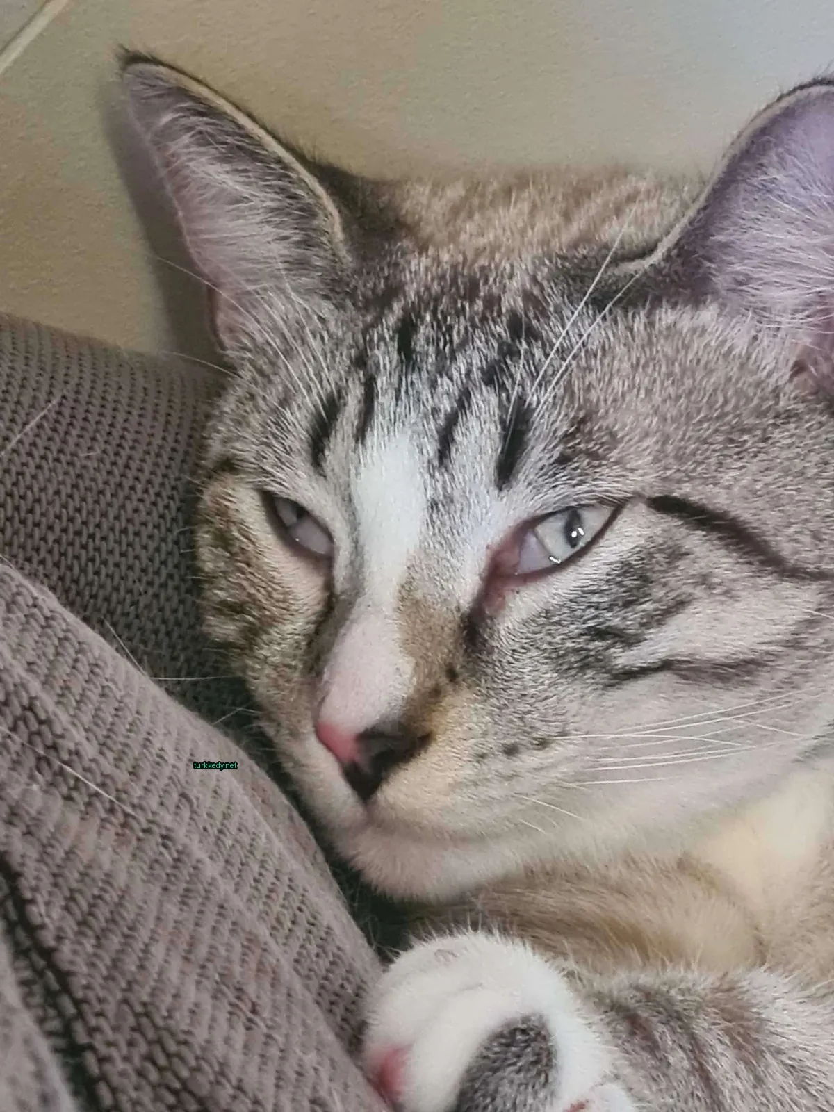 Beyaz ve siyah şeritli bir kedi bir sofa üzerinde yatıyor.