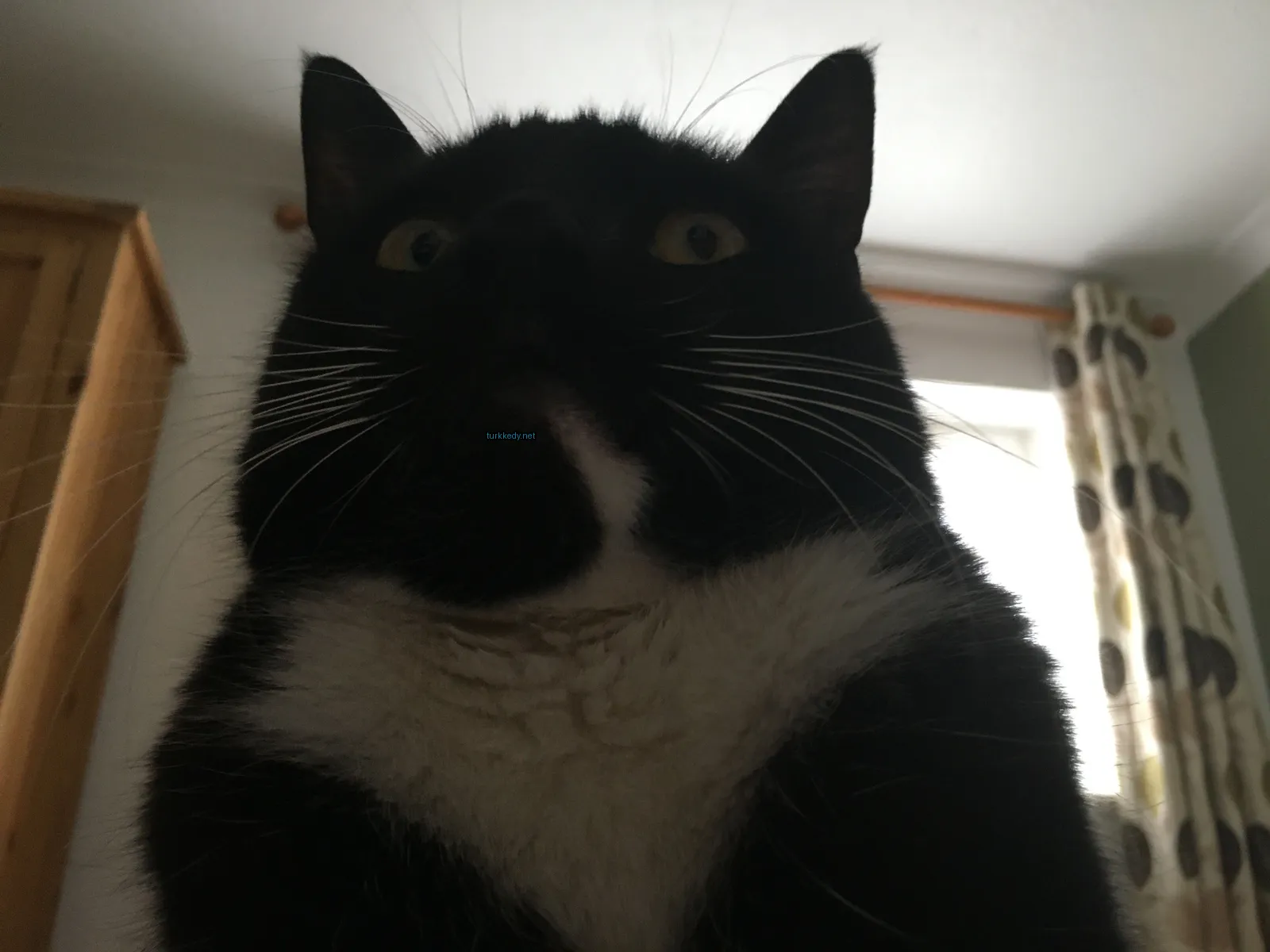 Siyah ve beyaz bir kedi, mavi diline sahip, pencereden önünde oturan.