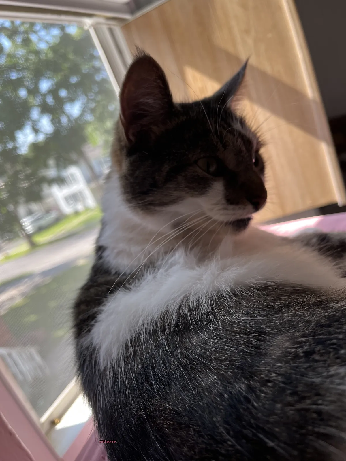 Beyaz ve siyah bir kedi pencere kemerinde oturuyor.