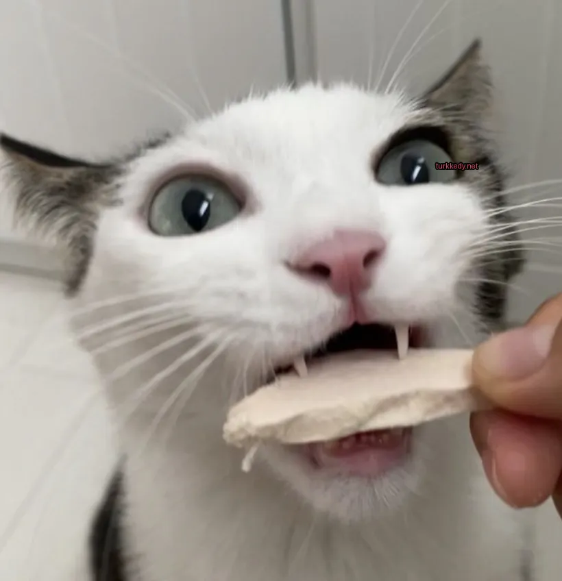 Beyaz ve siyah bir kedi, bir parça yiyeceği ile birlikte kuduruk bir ifadeyle.