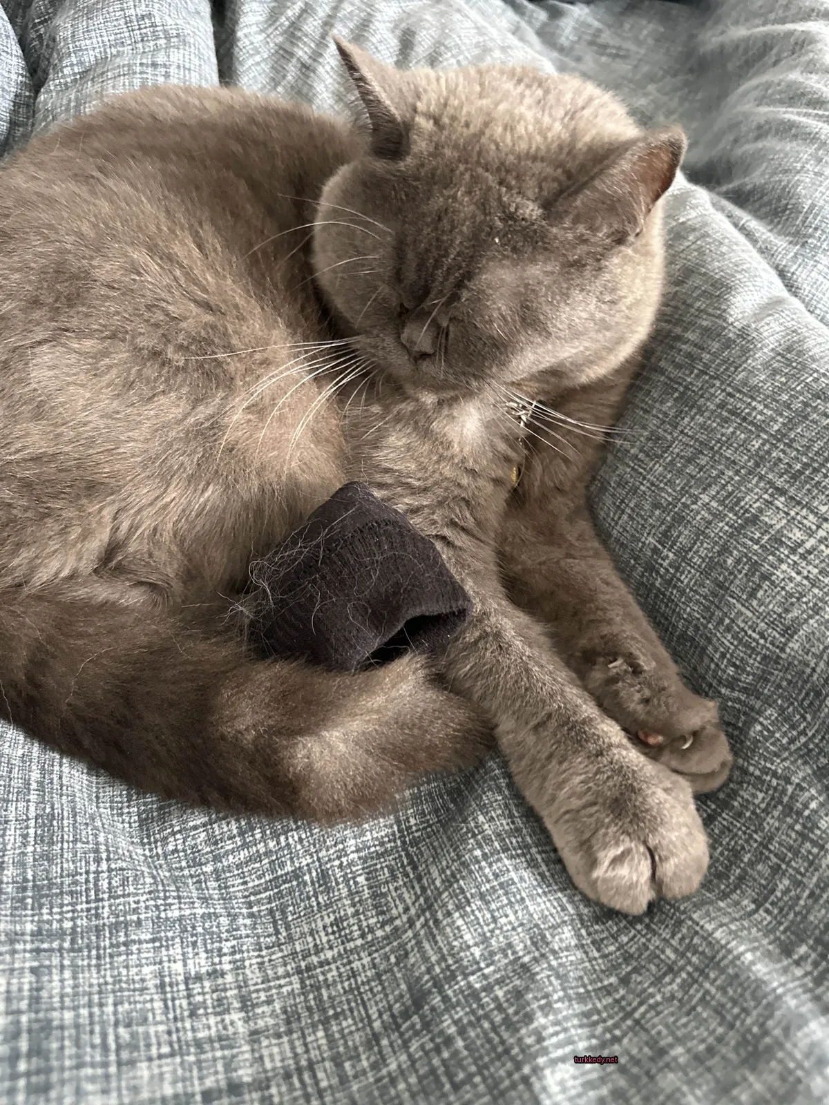 Gri bir kedi, gri bir battaniyede, gri bir yastıkta gri bir yatakta yatıyor.