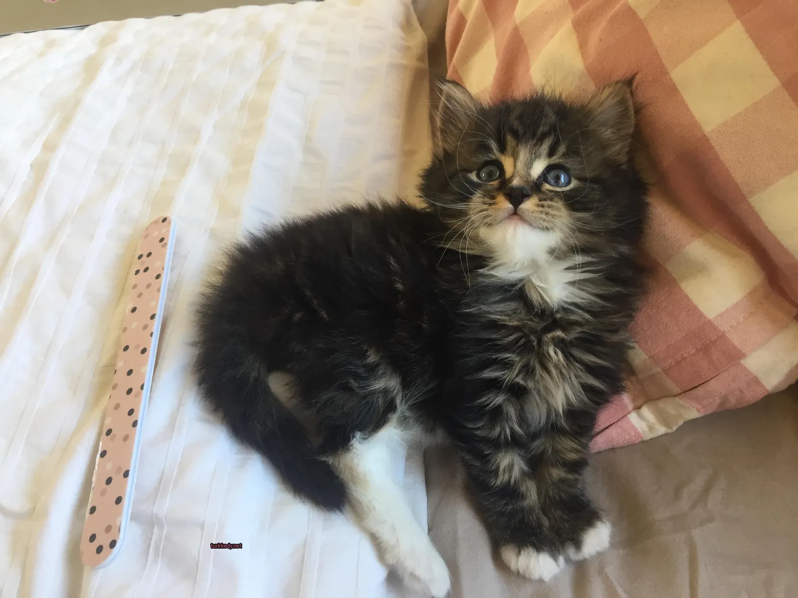 Siyah ve beyaz bir kedi, bir yatakta dikdörtgen desenli bir şekilde yatıyor.