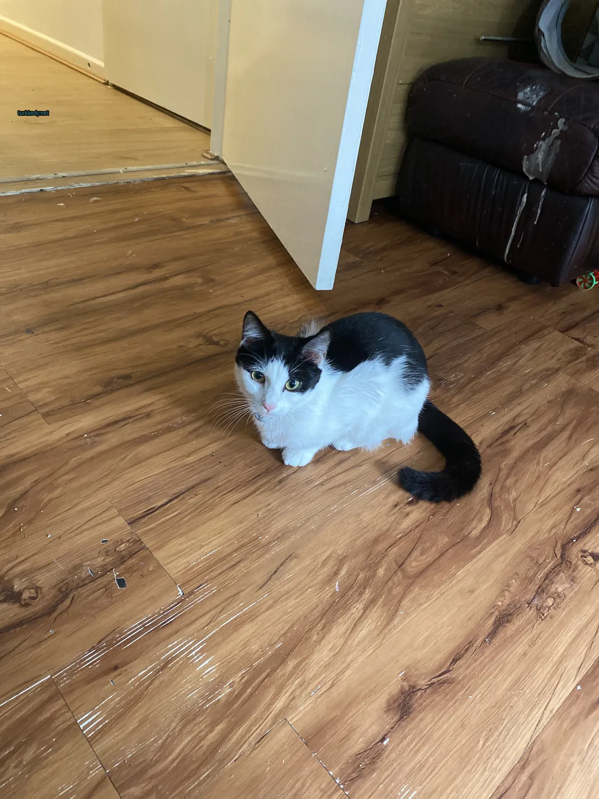Siyah ve beyaz bir kedi ahşap zeminde oturuyor.