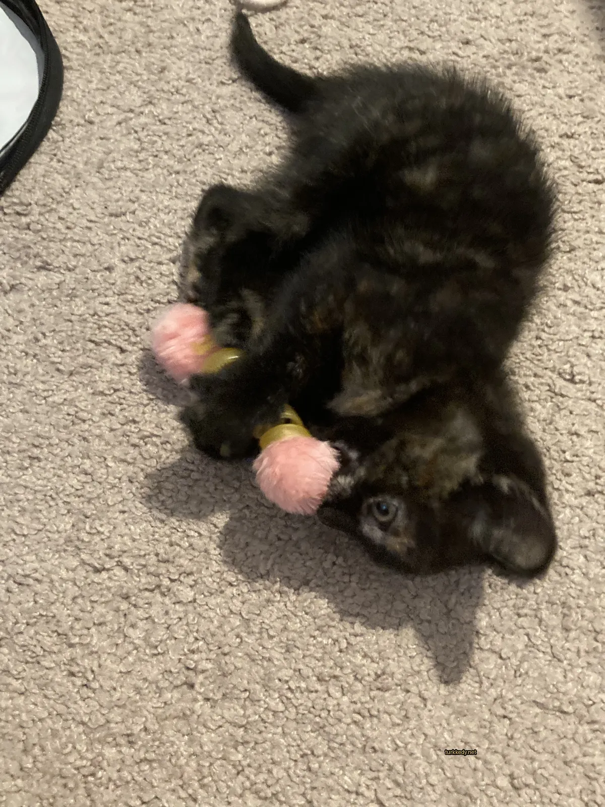 Siyah ve kahverengi bir kedi zeminde bir pink oyuncakla ağzında yatıyor.