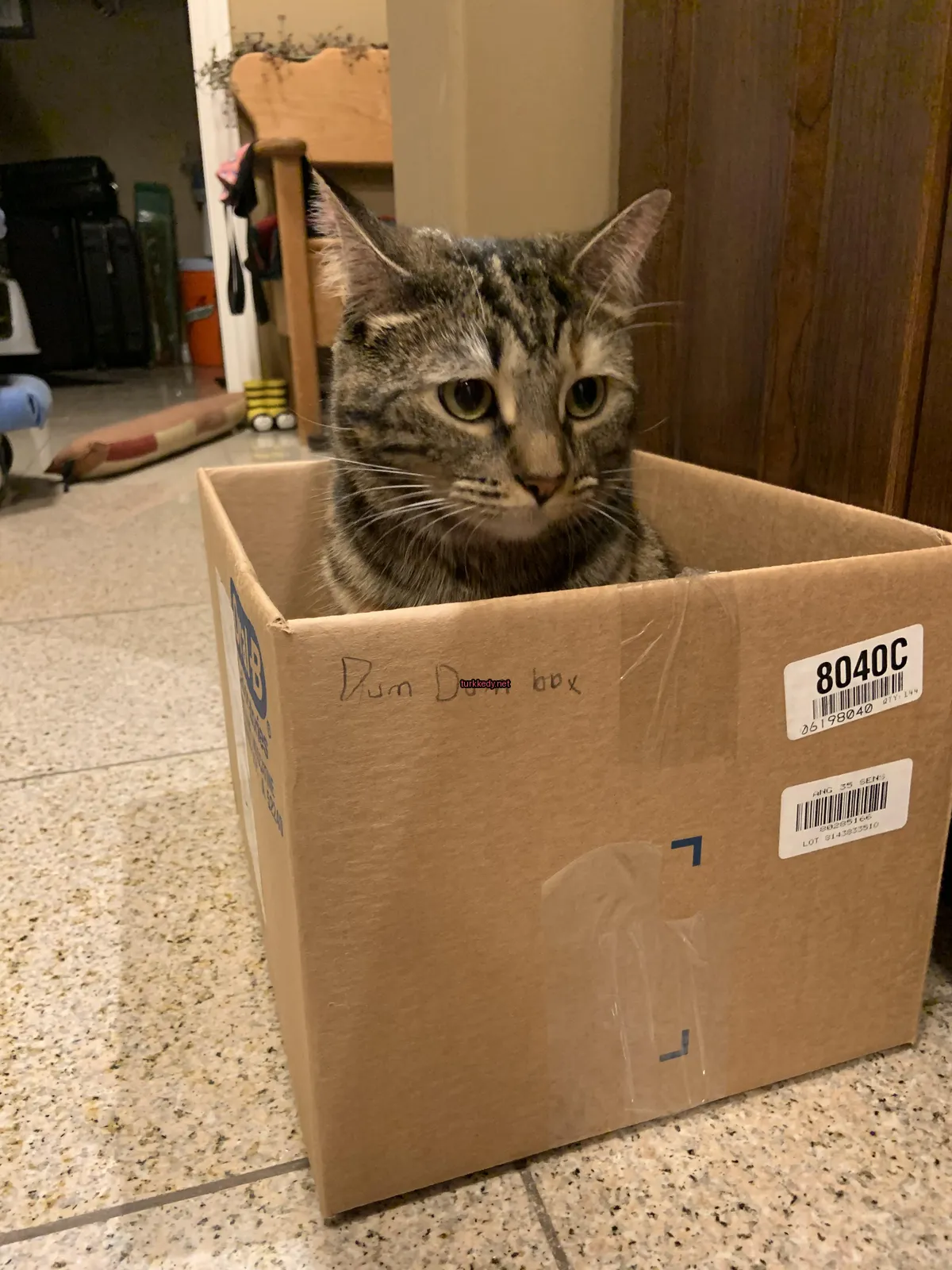Kartondan bir kutuda oturan bir kedi.