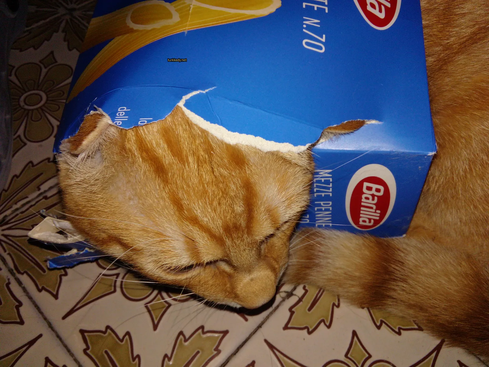 Kırmızı-beyaz bir kedi, kafasında kırık bir kutu ile.