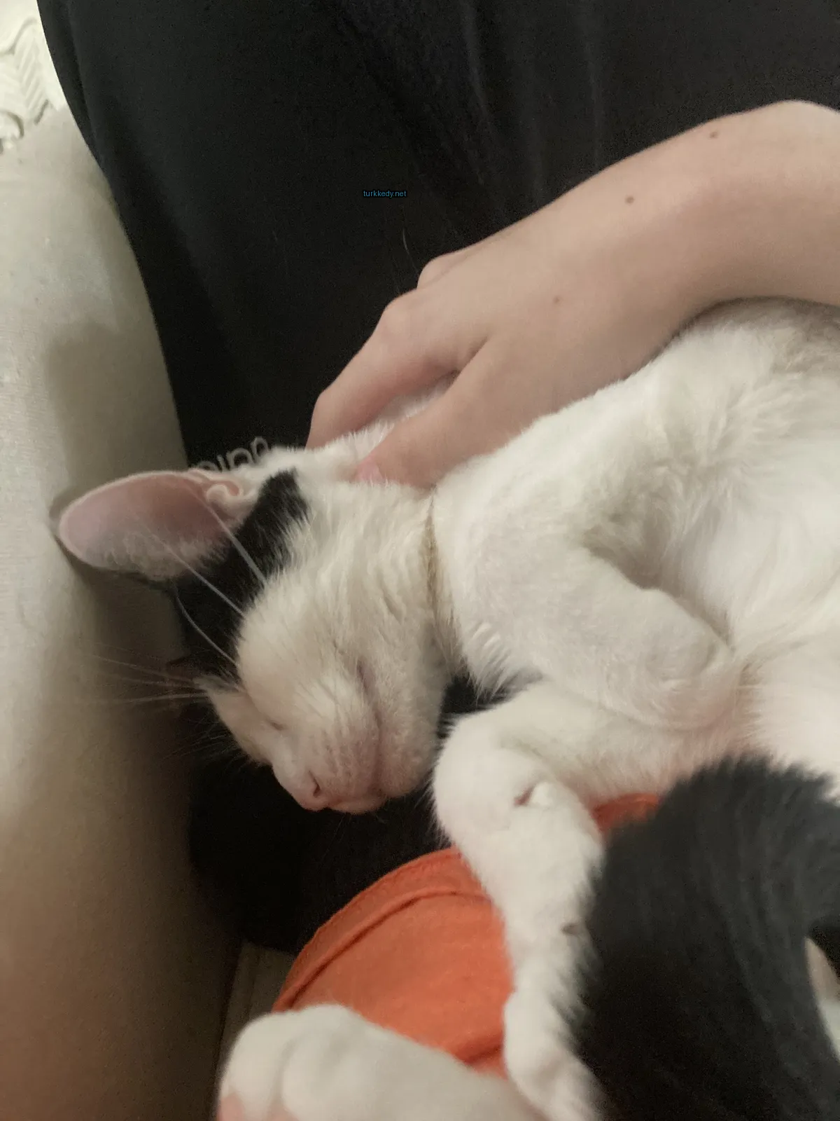 Siyah beyaz bir kedi bir kişi tarafından okşandığı bir sofa üzerinde yatıyor.