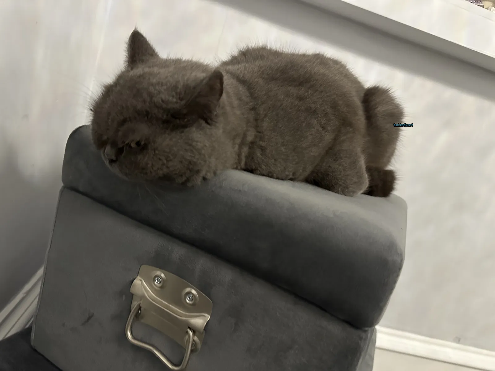 Bir gri kedi bir valiz üzerinde yatıyor.