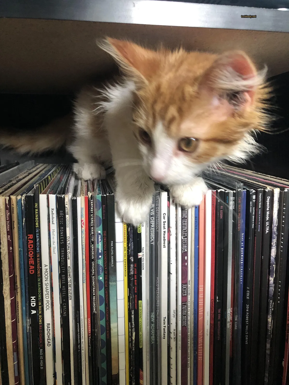 Küçük bir pembe ve beyaz kedi bir plakların üzerinde oturuyor.