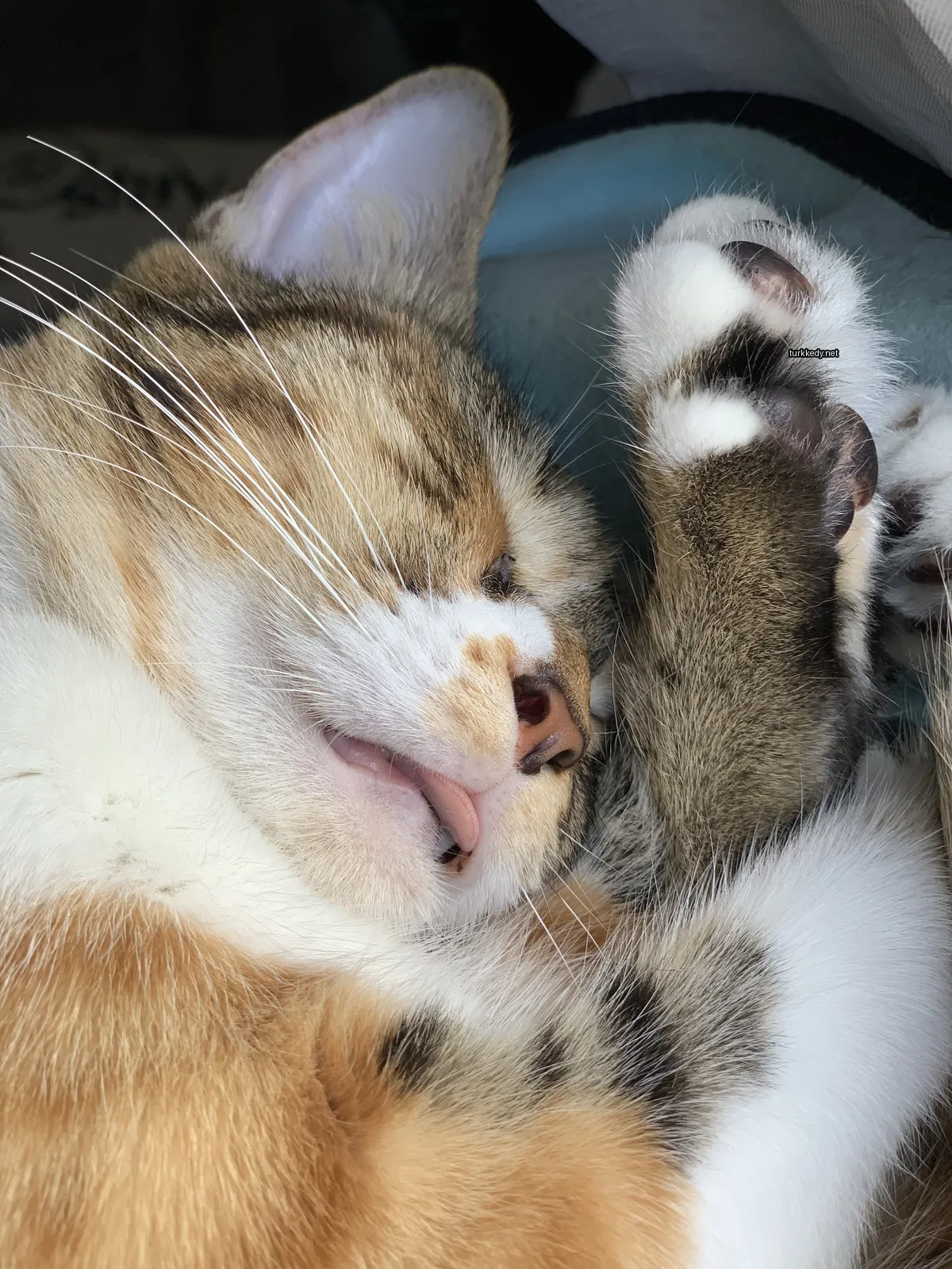 Beyaz bir ayaklı, sarı bir kedi yatakta uyuyor.