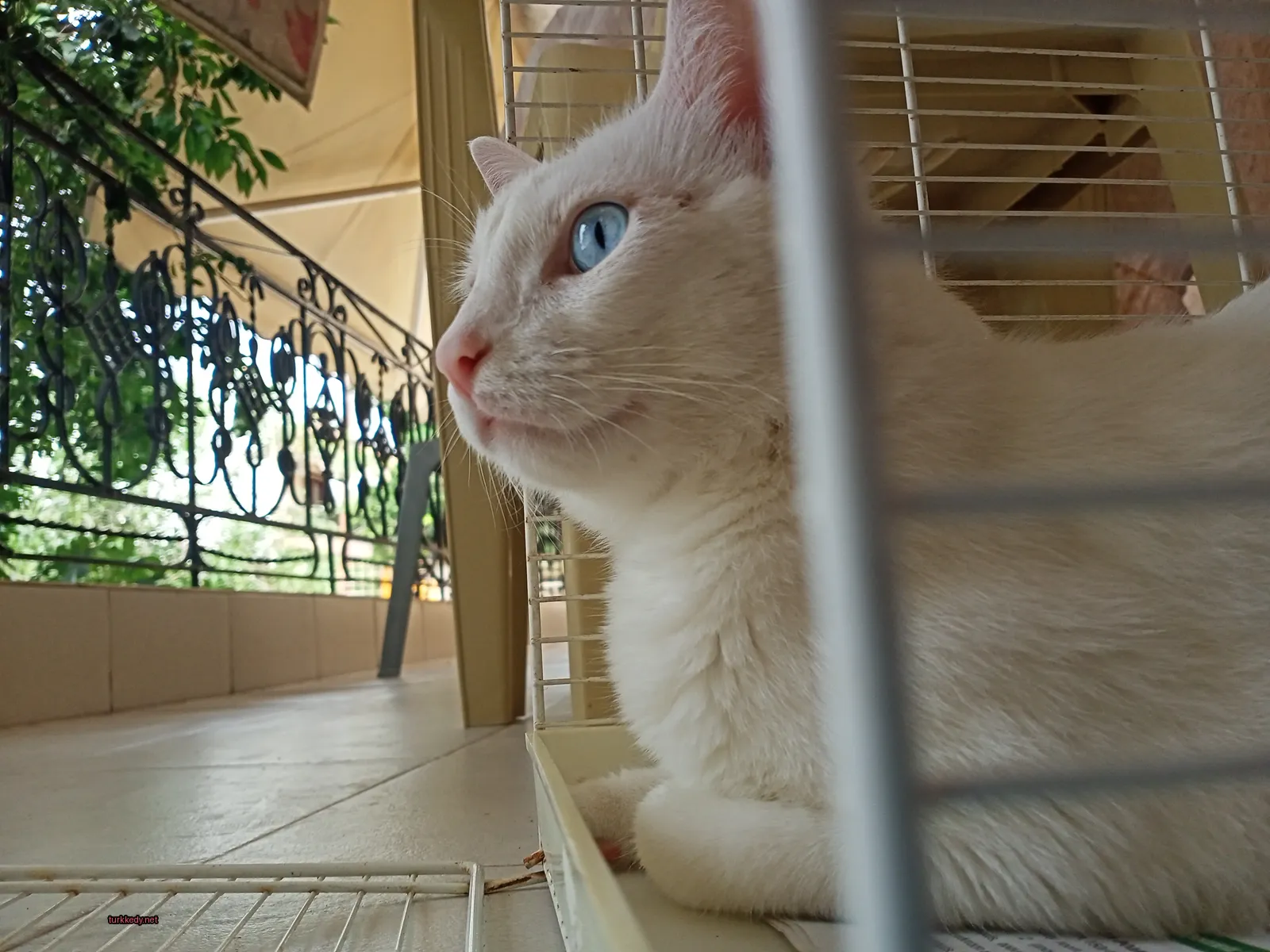 Beyaz bir kedi mavi gözlerle bir kafese oturuyor.