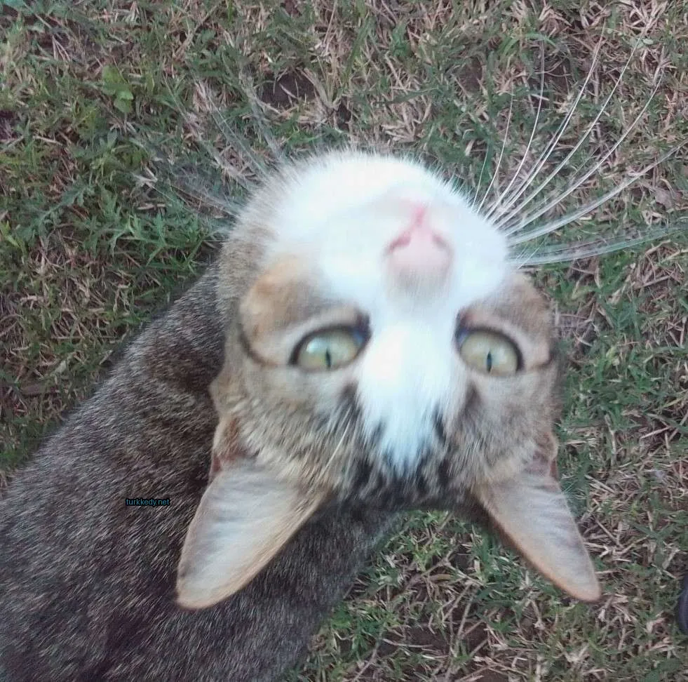 Beyaz yüzü ve kahverengi kulakları olan bir kedi yukarı bakıyor.