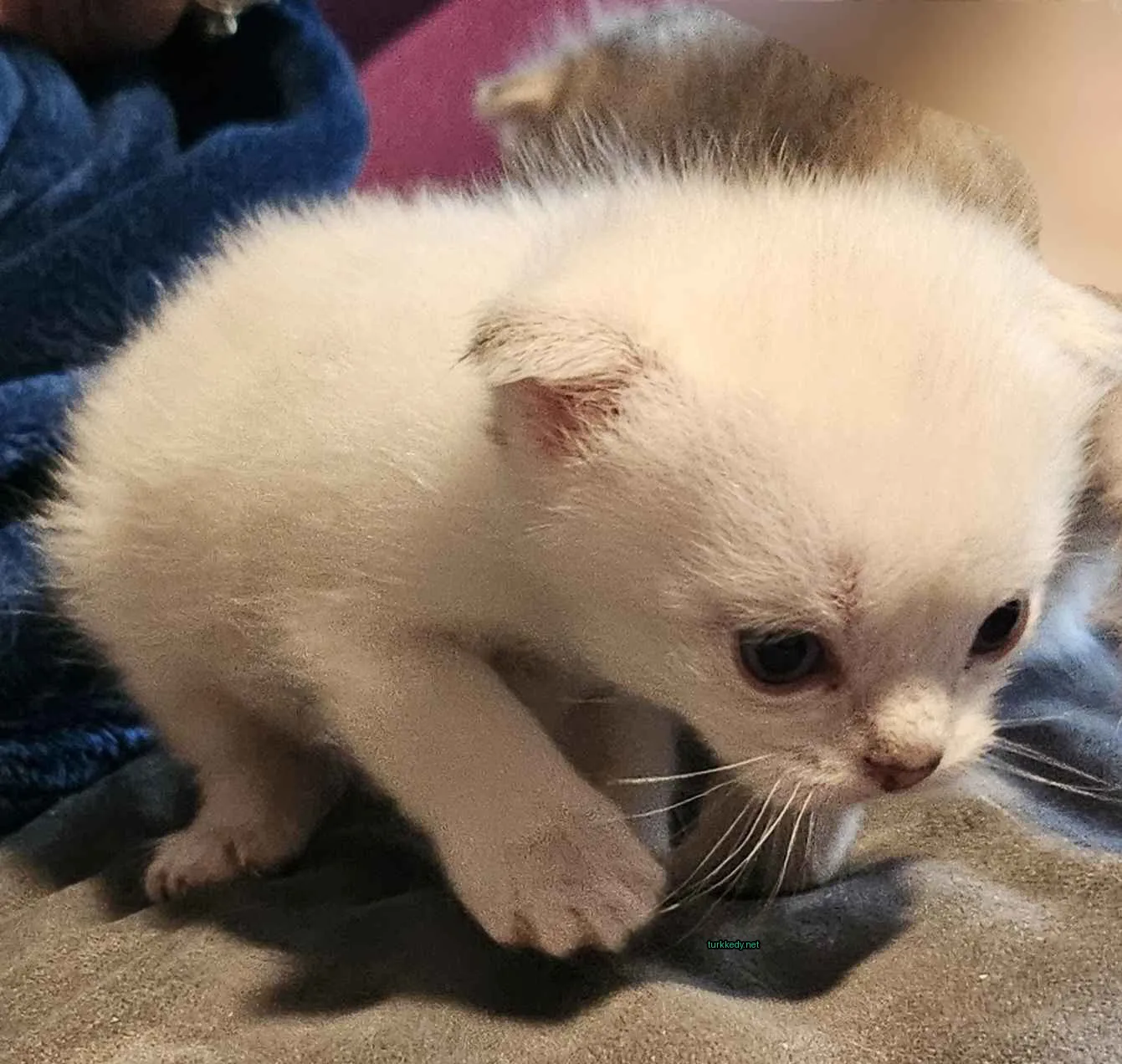 Beyaz bir kedi, kuyruğu ve burun delikleri siyah olan bir yastık üzerinde duruyor.